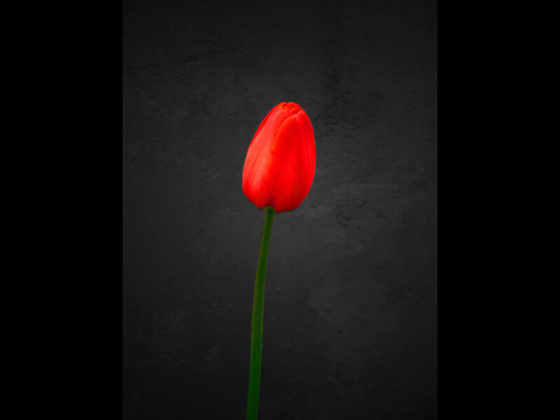Red Tulip on Dark Background