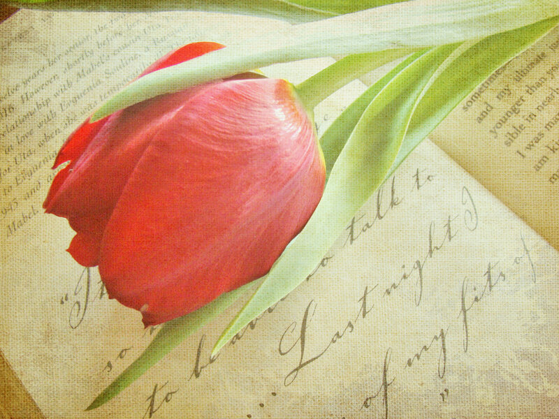 Red Tulip on Paper