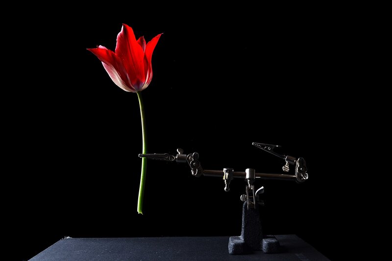 Red Tulip on Stand