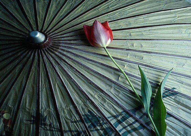 Red Tulip on Umbrella