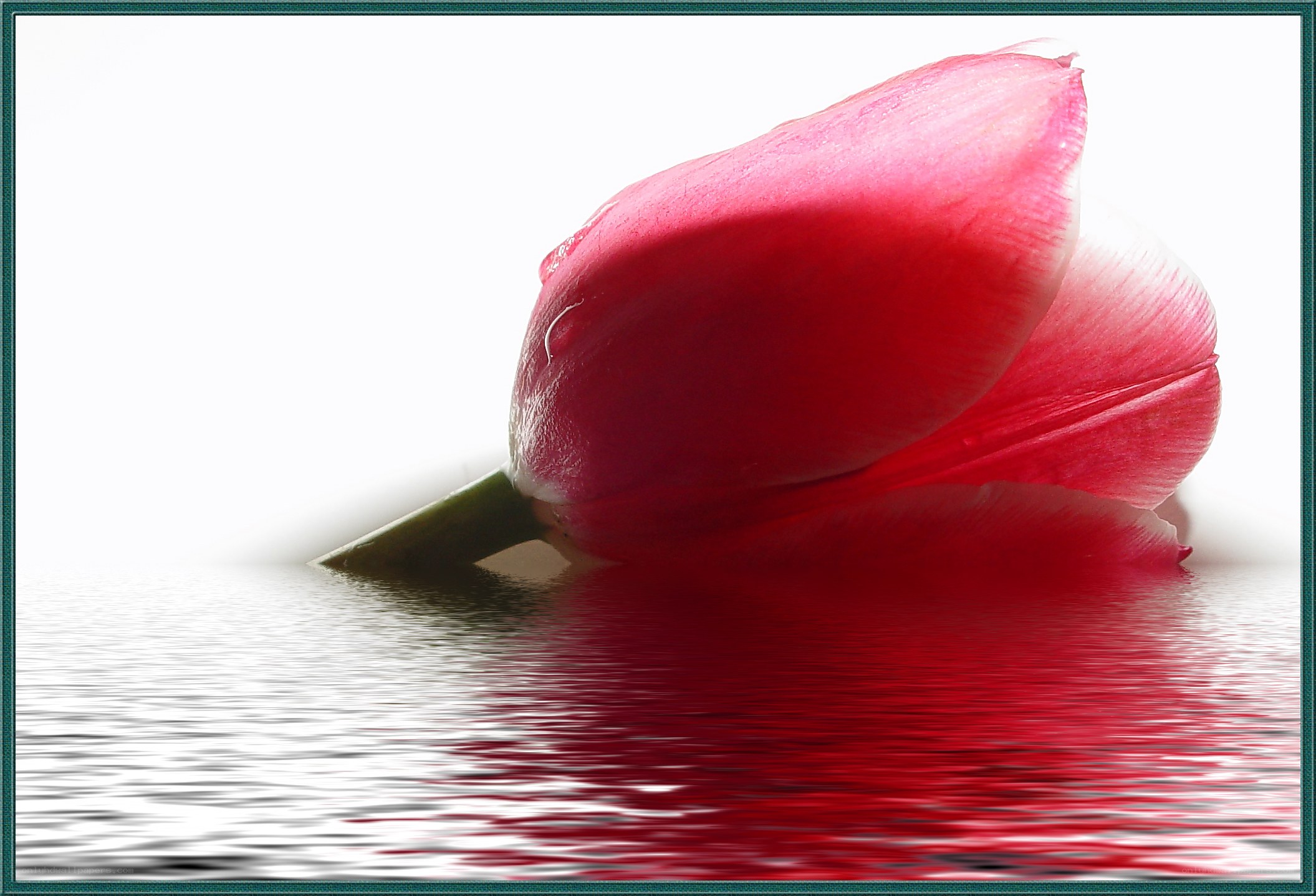 Red tulip on water