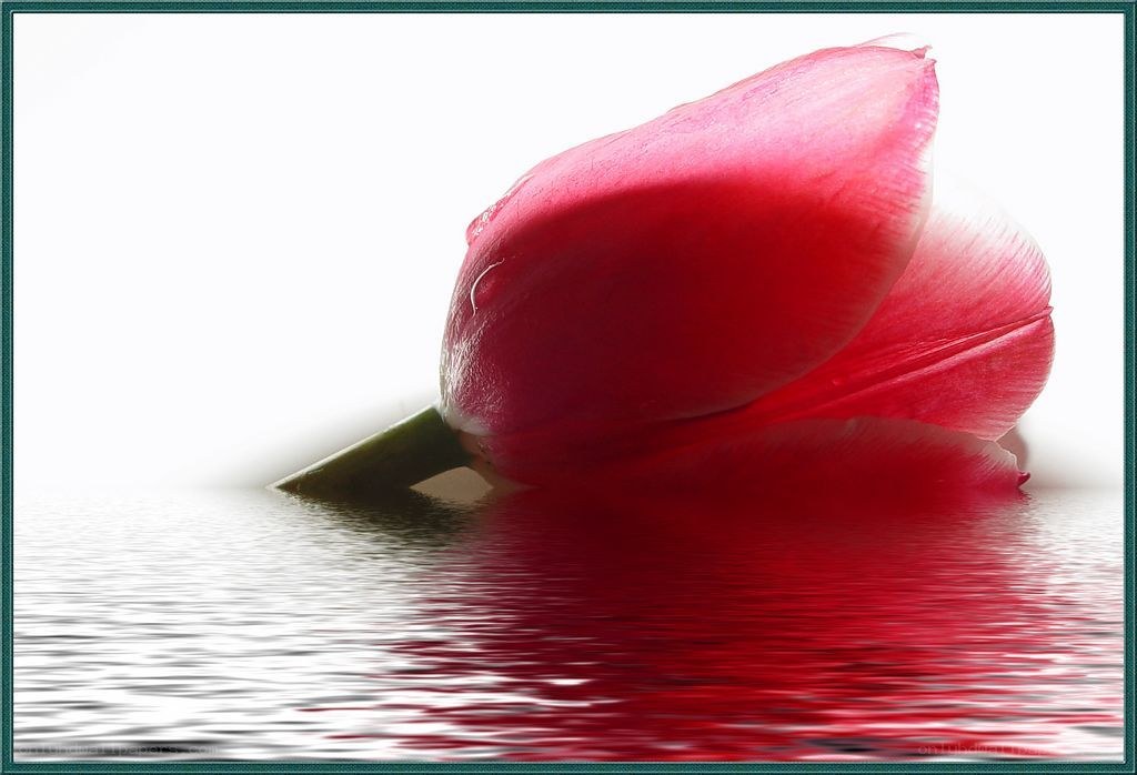 Red tulip on water