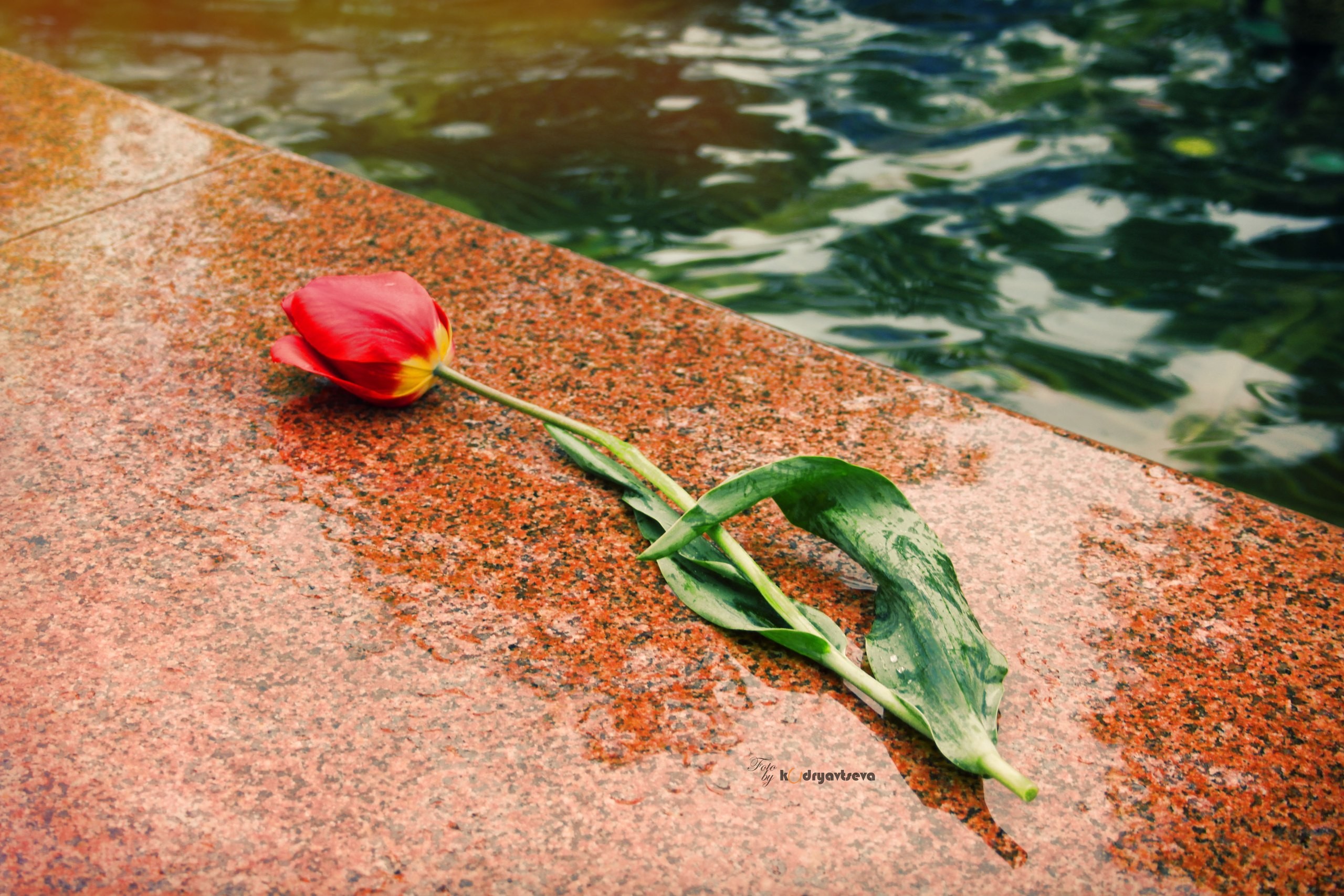 Red tulip on wet stone