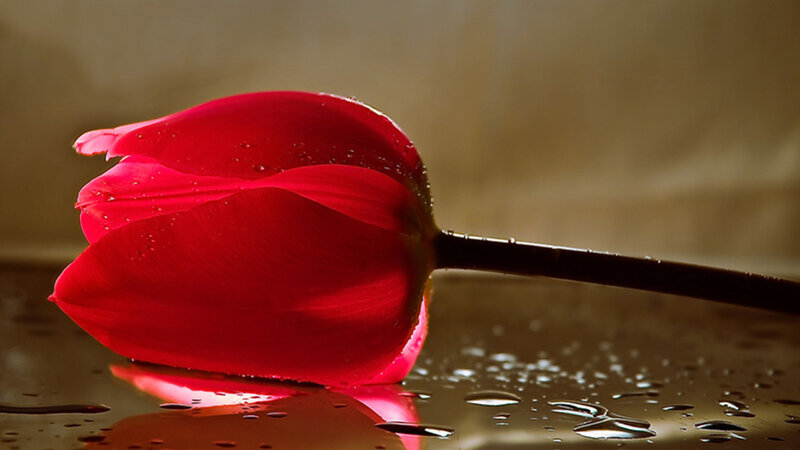 Red Tulip on Wet Surface