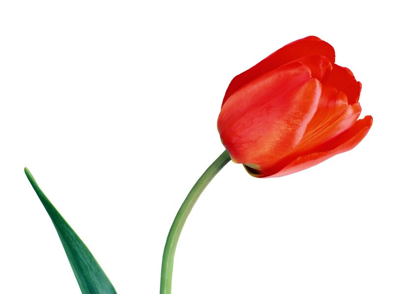 Red tulip on white background
