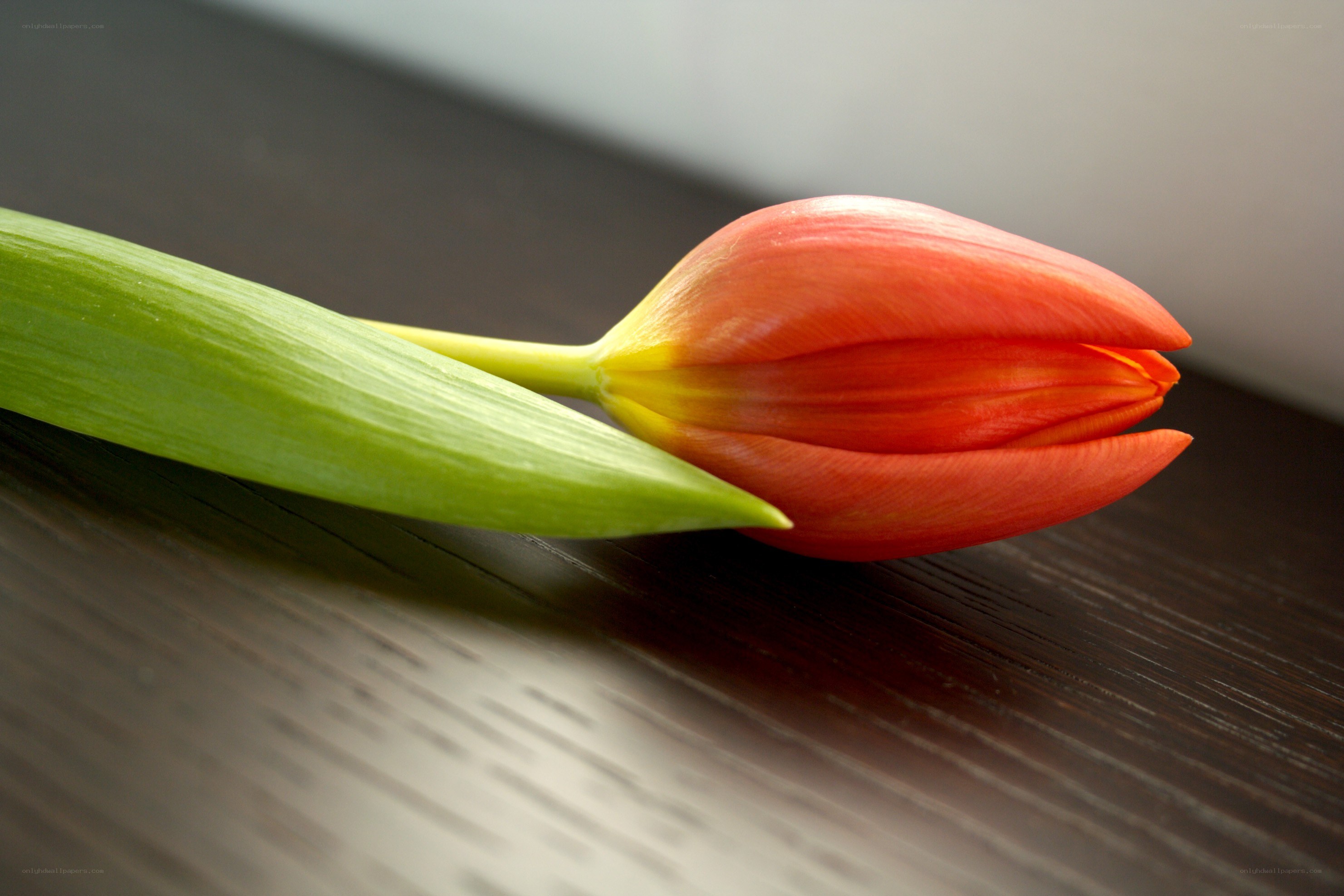 Red tulip on wooden surface