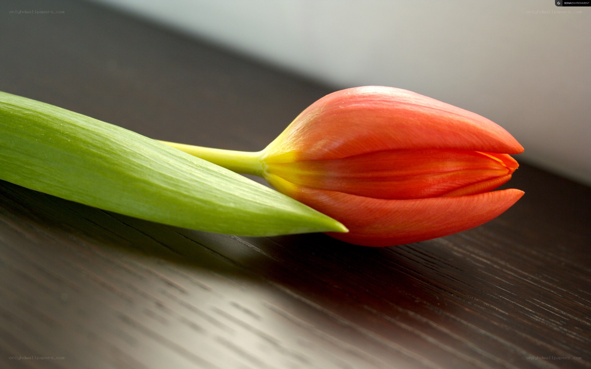 Red tulip on wooden surface