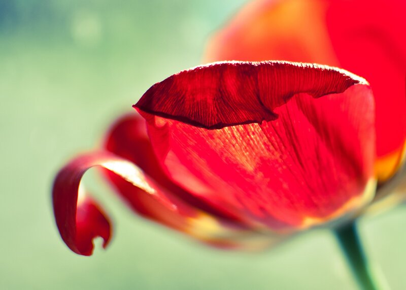 Red Tulip Petal