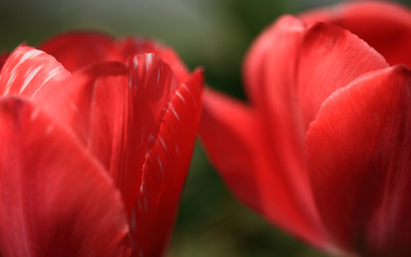 Red Tulip Petals