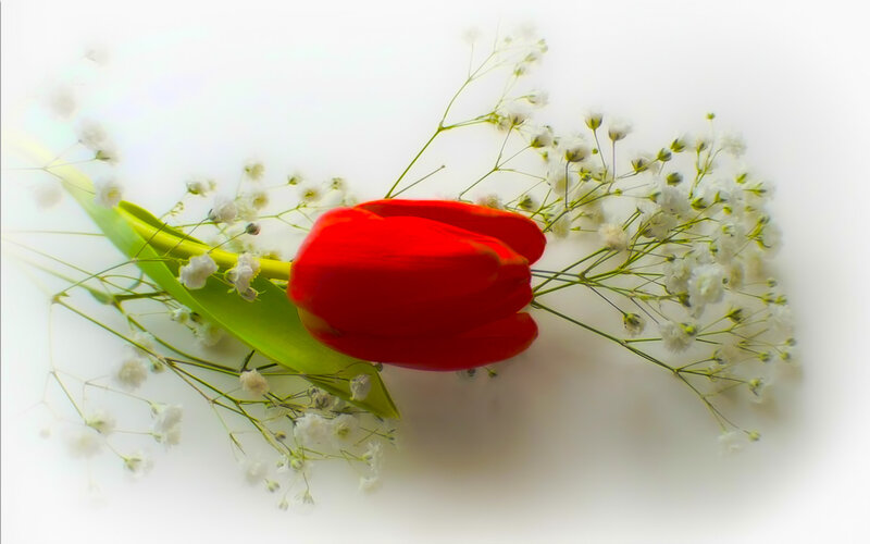 Red Tulip with Baby's Breath