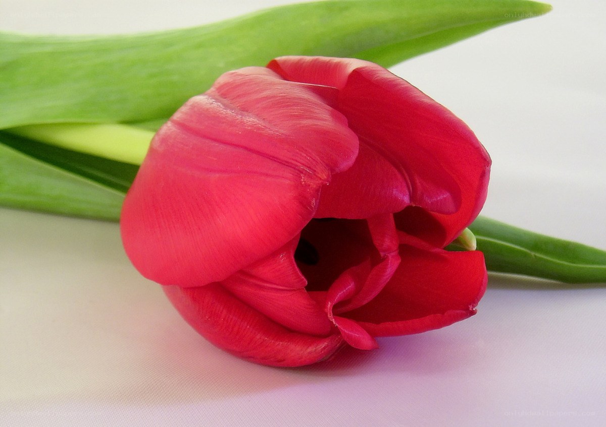 Red tulip with green leaves