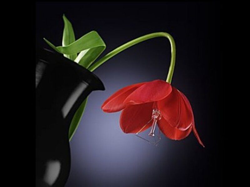Red Tulip with Light Bulb