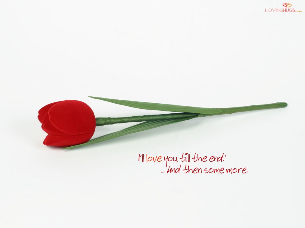 Red tulip with love quote