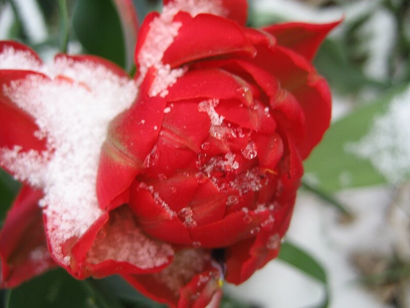 Red tulip with snow