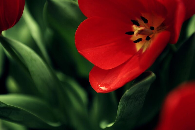 Red tulip with water droplet