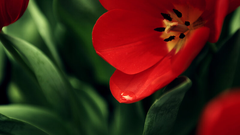 Red tulip with water droplet