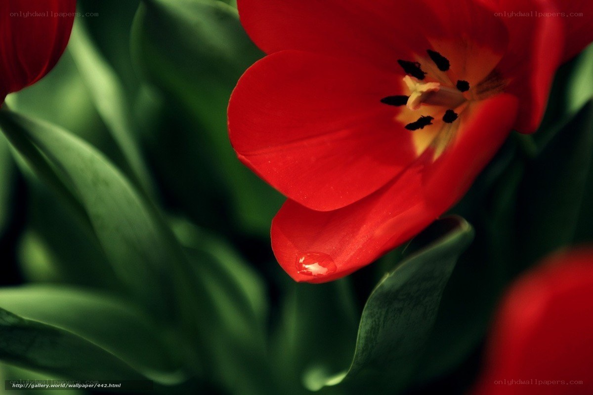 Red tulip with water droplet