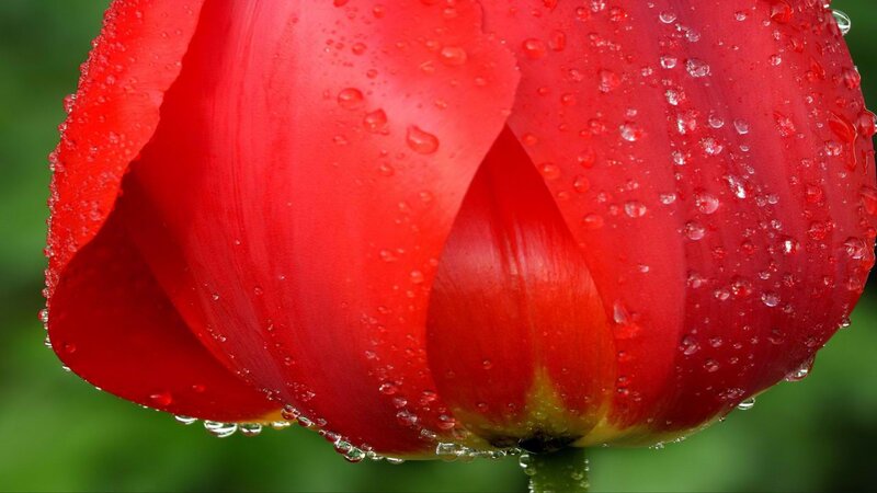Red tulip with water droplets