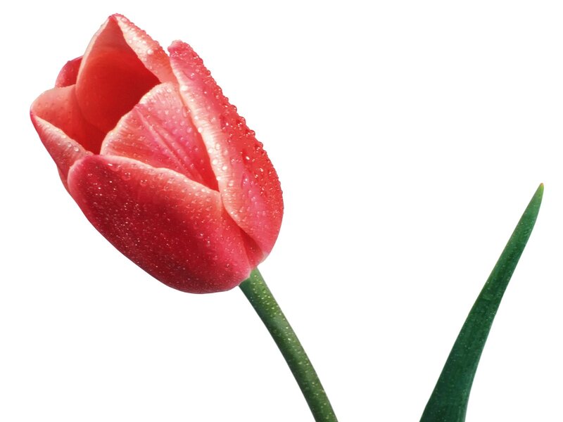 red tulip with water droplets