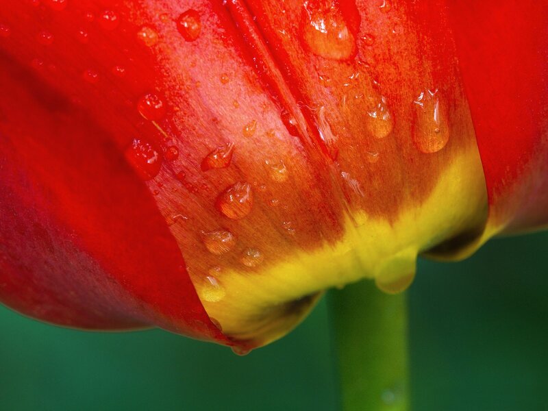 Red tulip with water droplets