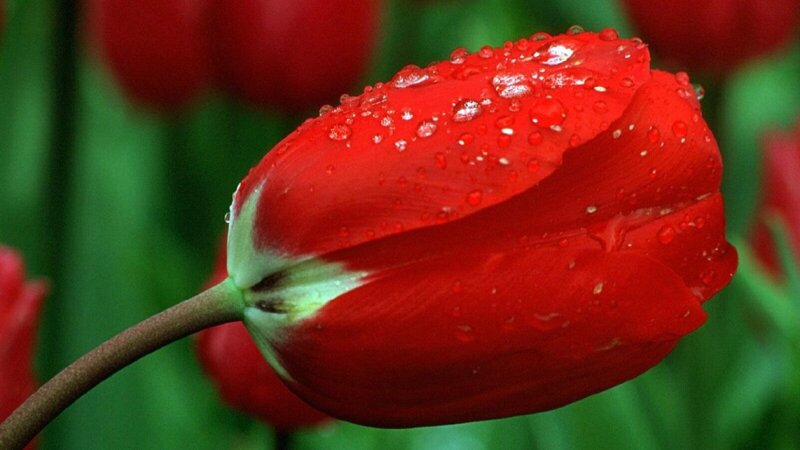 Red tulip with water droplets