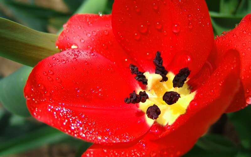 Red tulip with water droplets
