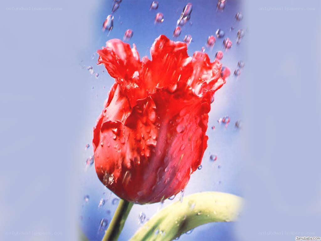 Red tulip with water droplets