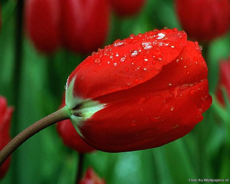 Red tulip with water droplets