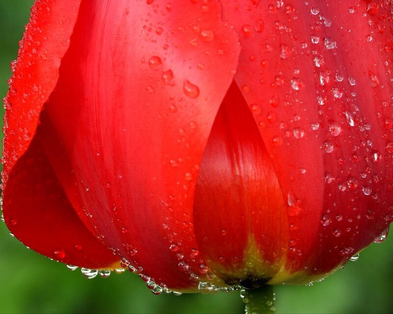 Red tulip with water droplets