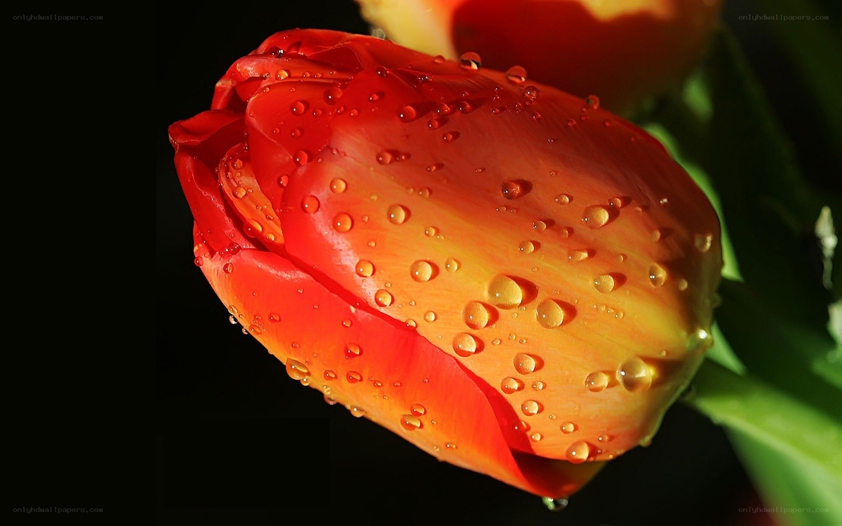 Red tulip with water droplets