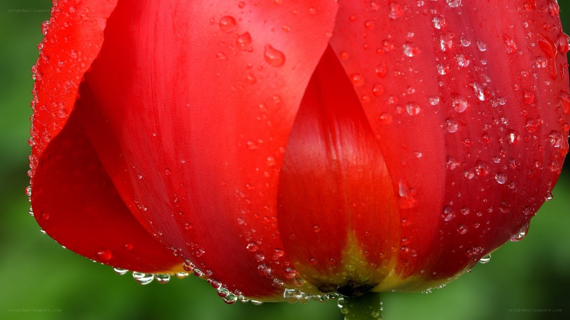 Red tulip with water droplets