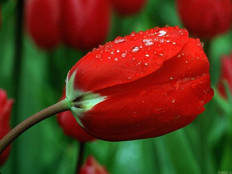 Red Tulip with Water Droplets — Calm