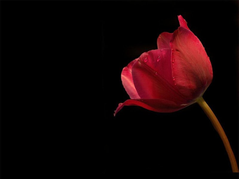 Red Tulip with Water Droplets — Dramatic, Photograph, Flower