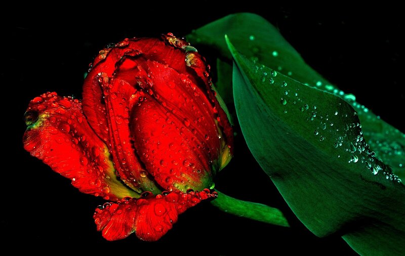 Red Tulip with Water Droplets — Dramatic, Photograph, Leaf
