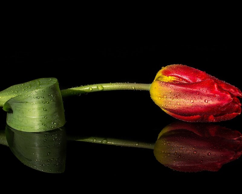 Red Tulip with Water Droplets — Dramatic, Photograph, Stem, Leaf, Reflection