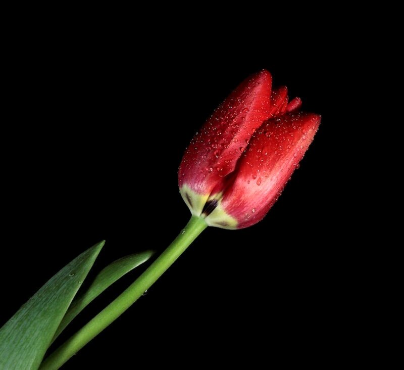 Red Tulip with Water Droplets — Dramatic, Photograph, Stem, Leaf