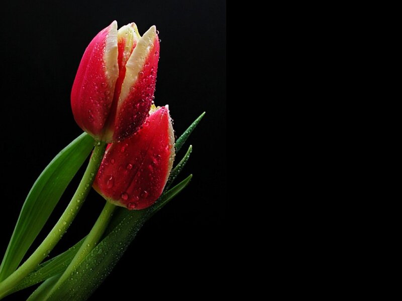 Red Tulip with Water Droplets — Dramatic, Photograph
