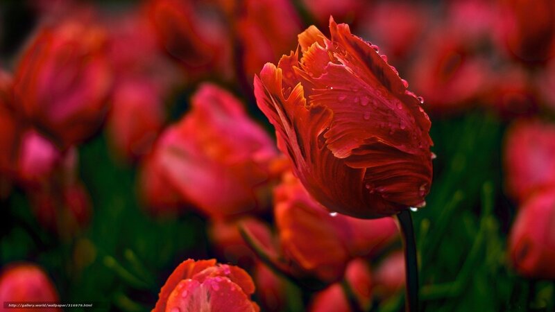 Red Tulip with Water Droplets — Dramatic, Photograph, Tulips