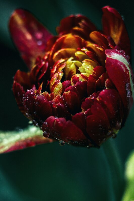 Red Tulip with Water Droplets — Dramatic, Photograph, Water Droplets, Green Background