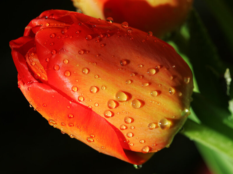 Red Tulip with Water Droplets — Dramatic, Photograph, Water Droplets, Green Stem