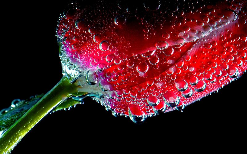 Red Tulip with Water Droplets — Dramatic, Photograph, Water Droplets, Stem