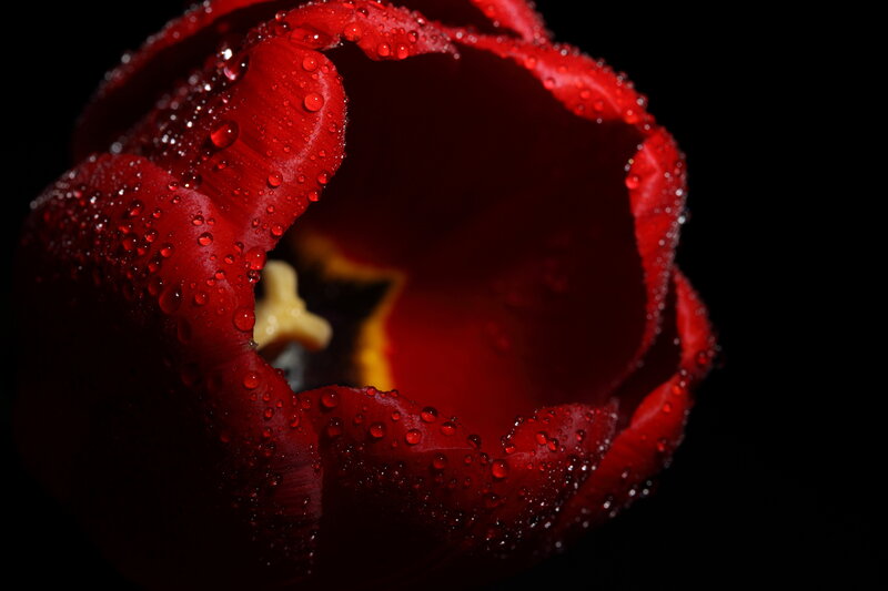 Red Tulip with Water Droplets — Dramatic, Photograph, Water Droplets