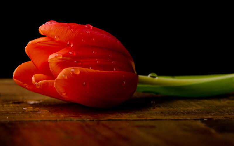 Red Tulip with Water Droplets — Dramatic, Photograph, Wooden Surface