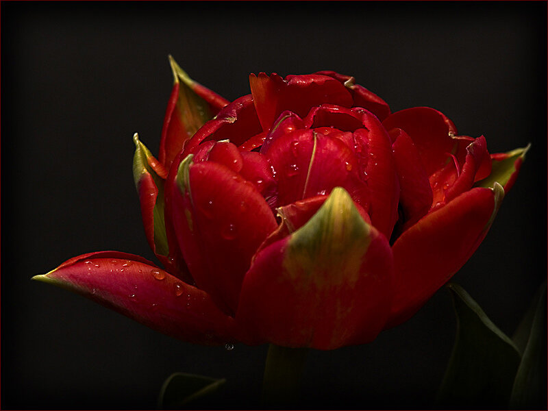 Red Tulip with Water Droplets — Dramatic