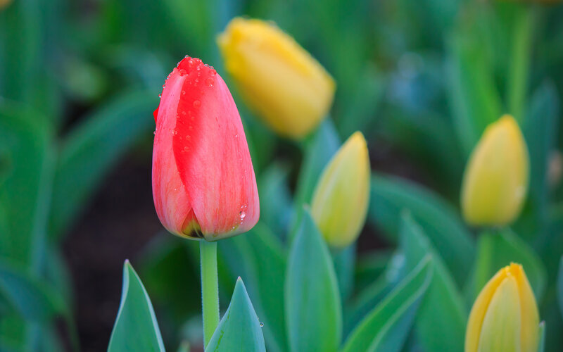 Red Tulip with Water Droplets — Serene, Morning, Photograph, Yellow Tulips