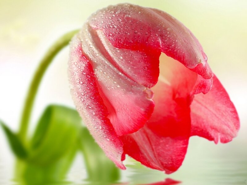 Red Tulip with Water Droplets — Serene, Morning