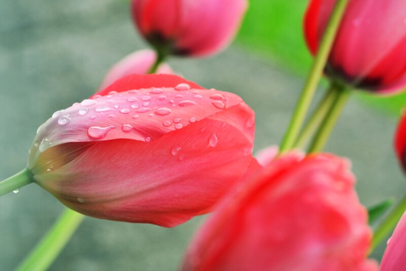 Red Tulip with Water Droplets — Serene, Spring, Photograph, Water Droplets