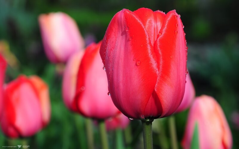 Red Tulip with Water Droplets — Serene, Spring