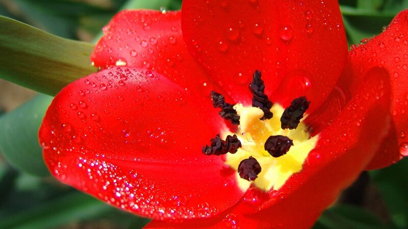 Red Tulip with Water Droplets — Vibrant