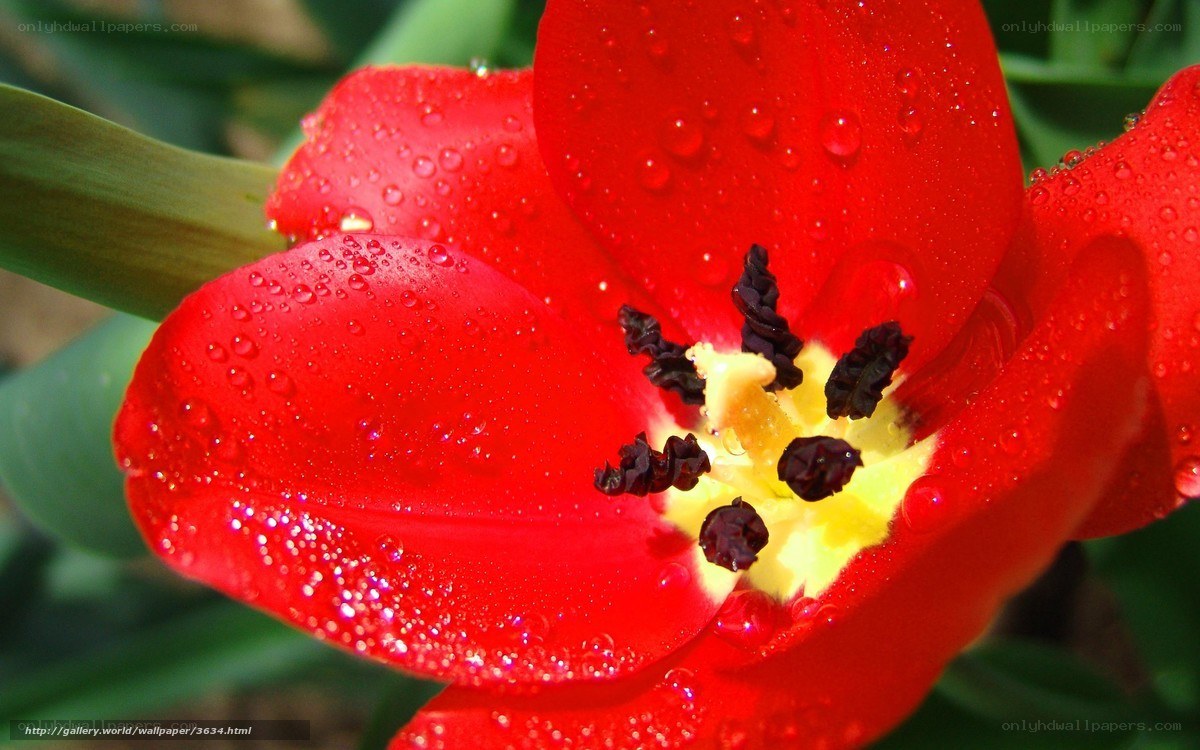 Red tulip with water droplets